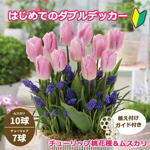 ͂߂Ẵ_ufbJ[ `[bv y sN z XJ  v17 HA SҌ A Ԃ̑a