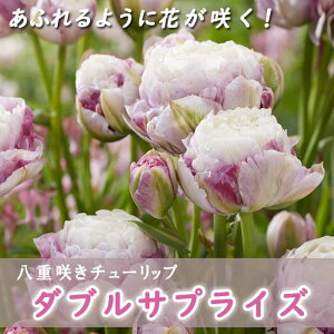 }炫 `[bv  _uTvCY 3 d炫 ӂ悤ɉԂ炭 v^[͔| Ԓd Ԃ̑a