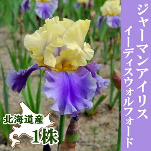 W[}ACX  y C[fBXEHtH[h z1 kCY Ă₷ 劔 HA ~A Ԃ̑a