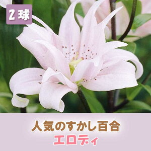 すかし百合 【 エロディ 】 球根 2球 秋植え 冬植え 百合 鉢植え 花壇 ユリ Lily 花の大和