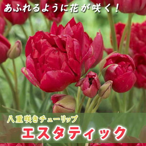 �}�炫 �`���[���b�v ���� �G�X�^�e�B�b�N 3�� ���d�炫 ���ӂ��悤�ɉԂ��炭 �v�����^�[�͔| �Ԓd �Ԃ̑�a