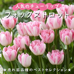 y\Ez `[bv  tHbNXgbg 3 lC̃`[bv HA v^[ 񂹐A Ԓd Ԃ̑a y10㒆{菇z