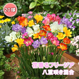 y\Ez t[WA  y p z d炫  20 HA 񂹐A v^[ A Ԓd K[fjO Ԃ̑a y10㒆{菇z