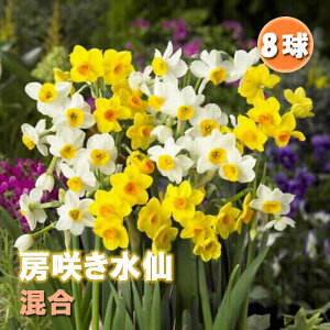 水仙 球根 お徳用 房咲き 混合 8球 スイセン 秋植え 花の大和