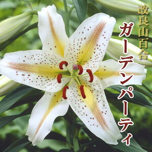  RS  y K[fp[eB z1 S  lily  IG^ [ Ԃ̑a