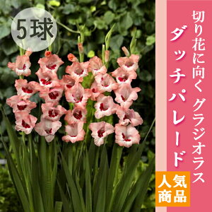 �O���W�I���X ���� �t�A�� �y�_�b�`�p���[�h�z5�� �l�C�i�� gladiolus �Ԃ̑�a