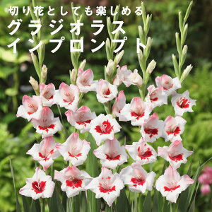 �O���W�I���X ���� �t�A�� �y �C���v�����v�g �z5�� �l�C�i�� gladiolus �Ԃ̑�a