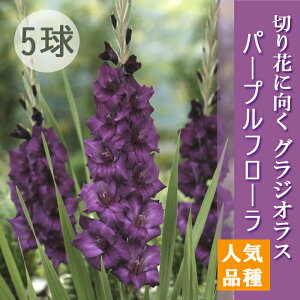 �O���W�I���X ���� �t�A�� �y �p�[�v���t���[�� �z5�� �l�C�i�� gladiolus �Ԃ̑�a