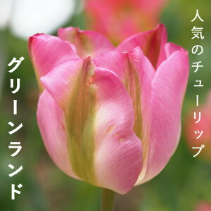 `[bv  O[h 3 lC̃`[bv HA v^[ 񂹐A Ԓd Ԃ̑a