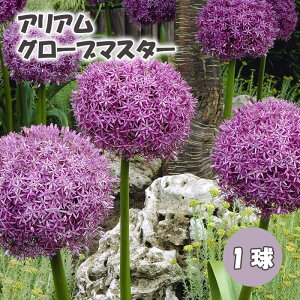 AA AE y O[u}X^[ z  1 {[_[K[f HA SҌ ؂Ԃɂ Ԃ̑a