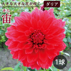 �_���A ���� �t�A�� �y �� ����� �炫�_���A�z �� ���� 1�� dahlia �Ԃ̑�a