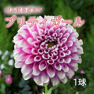 ダリア 球根 春植え 【まんまるダリア】 プリティガール 1球 dahlia 花の大和