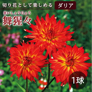�_���A ���� �t�A�� �y �J�b�g �t�����[ �_���A�z ���́X �܂����傤���傤 1�� dahlia �Ԃ̑�a