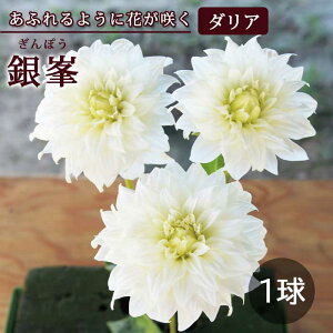 �_���A ���� �t�A�� �y ���ӂ�炫 �_���A�z ��� ����ۂ� 1�� dahlia �Ԃ̑�a
