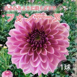 �_���A ���� �t�A�� �y ���ӂ�炫 �_���A�z �t�H���e�[�k 1�� dahlia �Ԃ̑�a