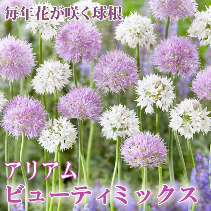 楽天市場 球根 植えっぱなし 秋植え アリアム アリウム ビューティミックス ４球 毎年花が咲く 花の大和 楽天市場店