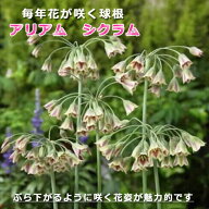 【10月上中旬より発送・早割】 アリアム アリウム シクラム 球根 8球 植えっぱなし 秋植え 寄せ植え プラ…