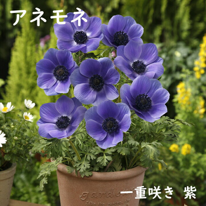 楽天市場 球根 秋植え アネモネ 一重咲き 紫 ３５ｍｌ パープル 予約商品 早割価格 １０月後半より順次発送 花の大和 楽天市場店