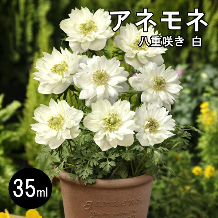 楽天市場 球根 秋植え アネモネ 八重咲き 白 ３５ｍｌ 予約商品 早割価格 １０月後半より順次発送 花の大和 楽天市場店