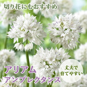 Ԃ̂킢 AA AE y AvN^X z  12 HA SҌ Ă₷ Ԃ̑a