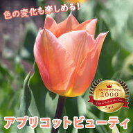 【10月上中旬より発送・早割】 チューリップ 球根 アプリコットビューティー 3球 バルブオブザイヤー受賞…