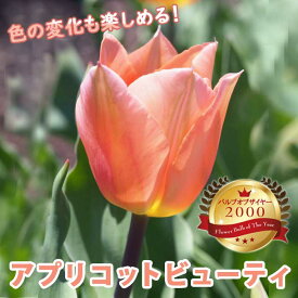 【予約・早割】 チューリップ 球根 アプリコットビューティー 3球 バルブオブザイヤー受賞 秋植え 花の大和 【10月上中旬より順次発送】