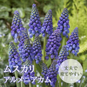 XJ y AjAJ z  10 HA RNV 񂹐A fbJ[A Ԃ̑a