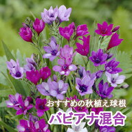 【10月上中旬より発送・早割】 バビアナ 混合 球根 12球 秋植え バラエティ 寄せ植え プランター 花壇 ガ…