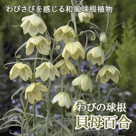 【10月上中旬より発送・早割】 貝母百合 球根 2球 わびの球根 バイモユリ ゆり 秋植え 和風 ガーデン 花…