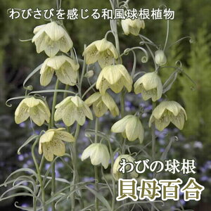 LS  2 т̋ oC  HA a K[f Ԃ̑a