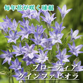 【予約・早割】 ブローディア クインファビオラ 球根 10球 植えっぱなし 秋植え 寄せ植え プランター 花壇 毎年花が咲く 花の大和 【10月上中旬より順次発送】