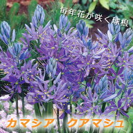 【10月上中旬より発送・早割】 カマシア クアマシュ 球根 5球 植えっぱなし 秋植え 寄せ植え プランター …