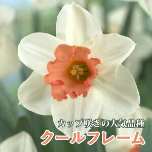   N[t[ 2 Jbv炫 XCZ HA v^[͔| 񂹐A Ԃ̑a