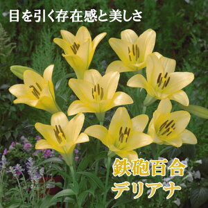 SCS y fAi z  2 eb|E  Lily S  CG[ HA ~A A Ԓd Ԃ̑a