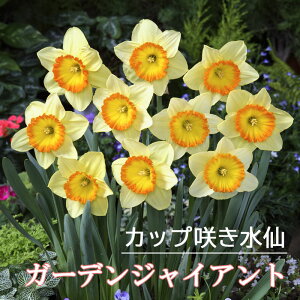 水仙 球根 ガーデンジャイアント 2球 大 カップ咲き スイセン 秋植え プランター栽培 寄せ植え 花の大和