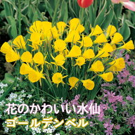 【10月上中旬より発送・早割】 花のかわいい ミニ 水仙 球根 【 ゴールデンベル 】4球 スイセン 寄せ植え…