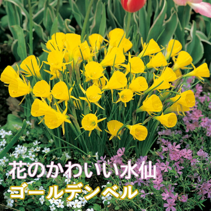 楽天市場 球根 秋植え ミニ 花のかわいい水仙 ゴールデンベル ４球 スイセン 予約商品 早割価格 １０月後半より順次発送 花の大和 楽天市場店