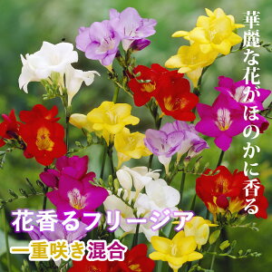 y\Ez t[WA  y d炫  z8 HA 񂹐A v^[ A Ԓd K[fjO | Ԃ̑a y10㒆{菇z