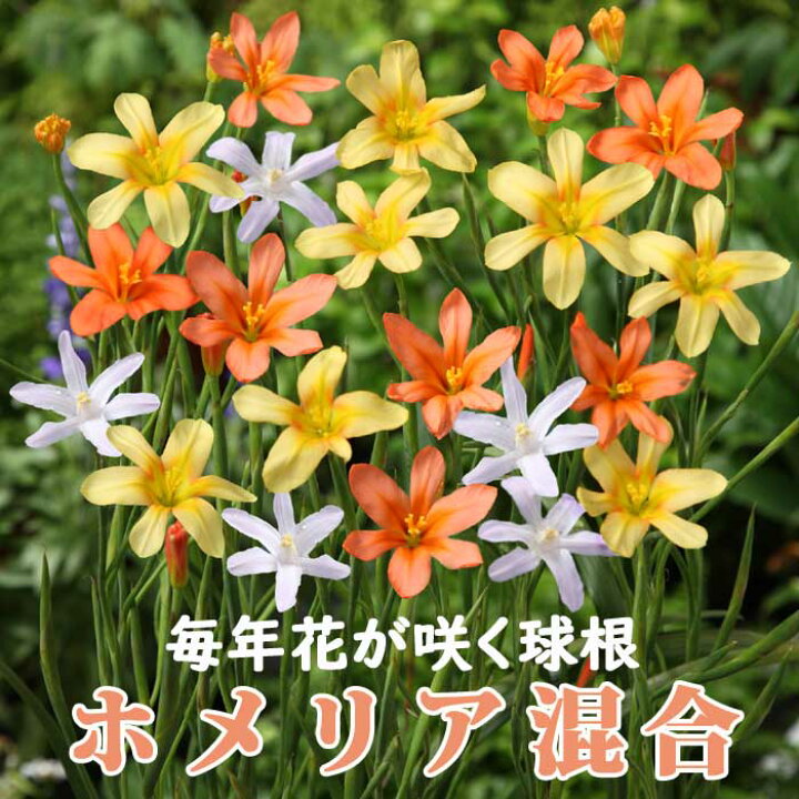 楽天市場 球根 植えっぱなし 秋植え ホメリア 混合 １０球 毎年花が咲く 予約商品 早割価格 １０月後半より順次発送 花の大和 楽天市場店