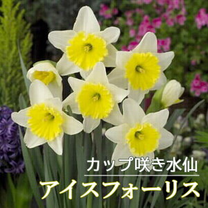 y\Ez   ACXtH[X 2  Jbv炫 XCZ HA v^[͔| 񂹐A Ԃ̑a y10㒆{菇z