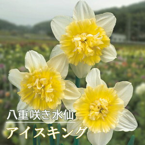 水仙 球根 アイスキング 2球 八重咲き スイセン 秋植え プランター栽培 寄せ植え 花の大和