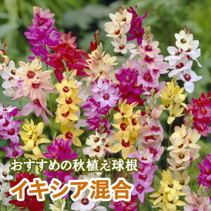 CLVA   8 HA oGeB 񂹐A v^[ Ԓd K[fjO Ԃ̑a