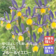 【10月上中旬より発送・早割】 アイリス 球根 【 ブルー＆イエロー 】8球 秋植え 寄せ植え 花壇 ガーデニ…