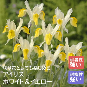 ACX  y zCgCG[ z8 HA 񂹐A Ԓd K[fjO | SҌ Ԃ̑a