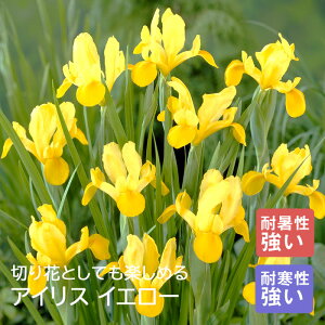 ACX  y CG[ z8 HA 񂹐A Ԓd K[fjO | SҌ Ԃ̑a