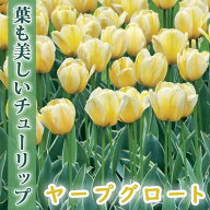 【10月上中旬より発送・早割】 斑入り チューリップ 球根 ヤープグロート 4球 葉も美しい 秋植え プラン…