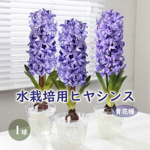 球根 ヒヤシンス Diy 工具の人気商品 通販 価格比較 価格 Com