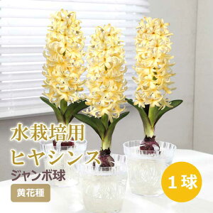 y\Ez ͔|p qVX W{ Ԏ  1 CG[ k͔| Ԃ̑a y10㒆{菇z