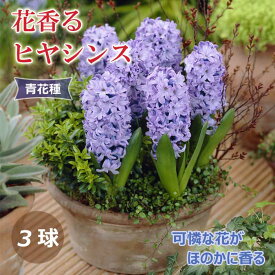 【予約・早割】 花香る ヒヤシンス 球根 青花種 3球 ブルー 芳香性 秋植え プランター栽培 花壇 水栽培 花の大和 【10月上中旬より順次発送】
