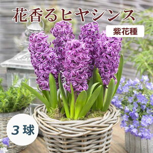 y\Ez ԍ qVX  Ԏ 3 p[v F HA v^[͔| Ԓd ͔| Ԃ̑a y10㒆{菇z